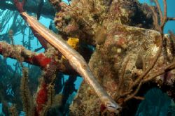 Trumpet Fish, Nikon D70 by Tara Artner 
